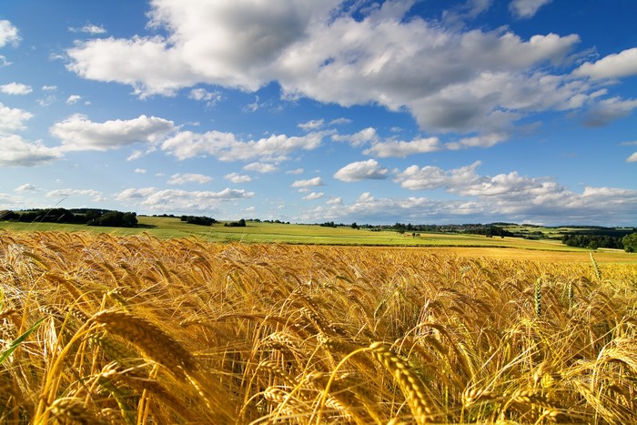 Golden wheat field under a blue sky with clouds