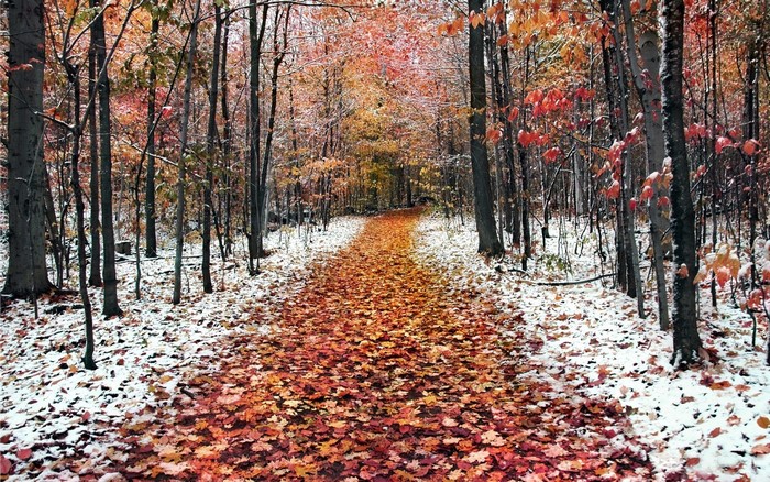 Autumn forest path with snow and fallen leaves