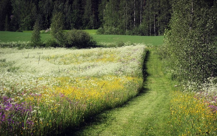 A winding path through a meadow of wildflowers in summer