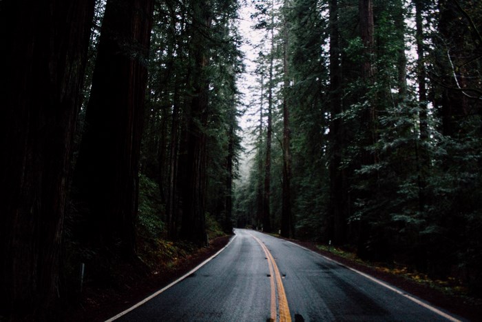 Road through a dark, foggy redwood forest