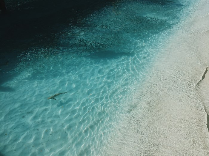 Shark and school of fish in clear water near Maldives shore