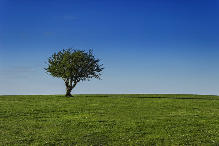 A lone tree on a grassy hill under a blue sky