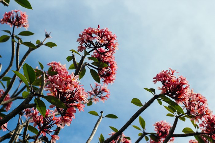 Pink Frangipani Flowers Against a Blue Sky