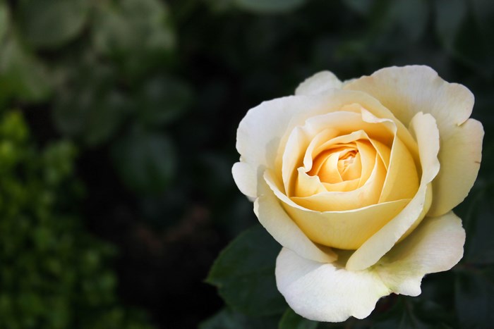 Delicate Yellow and White Rose in Bloom