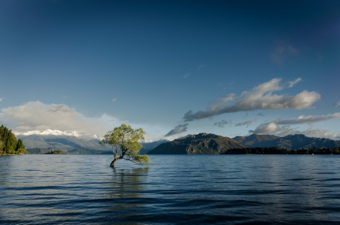 Tree in Lake Wanaka with Snow-Capped Mountains