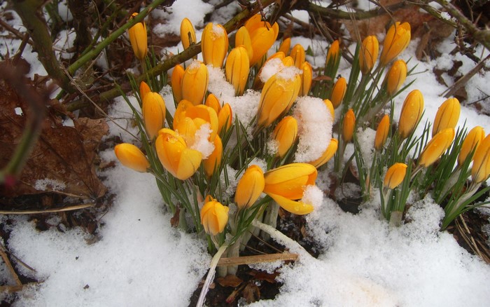 Yellow crocuses covered in snow