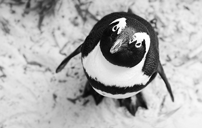 Black and white photo of a penguin from above