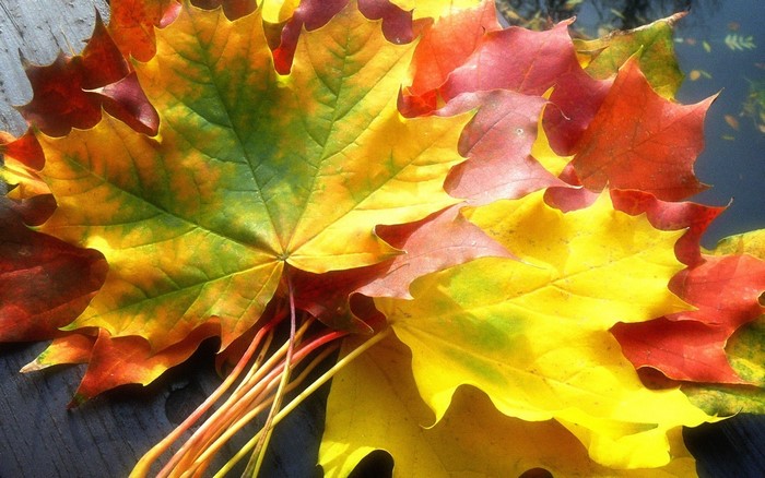 Autumn Maple Leaves in Various Colors