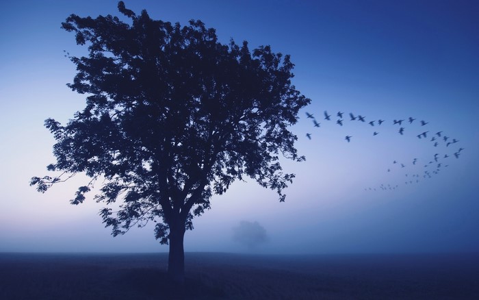 Tree and birds flying at dusk