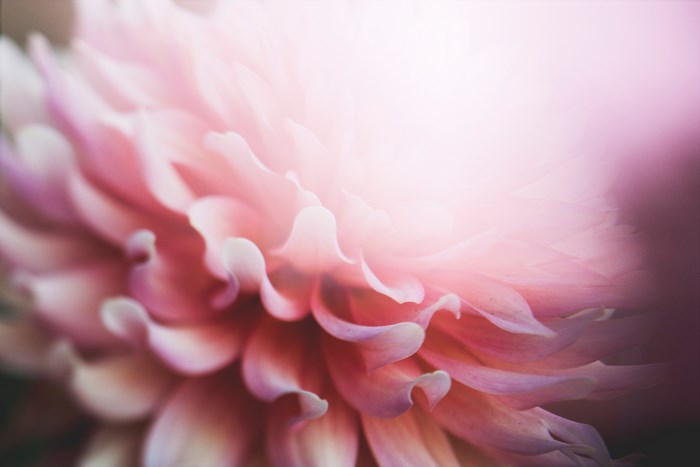 Close up of a pink dahlia flower petal