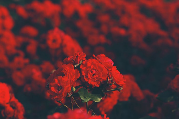 A cluster of red roses in a garden