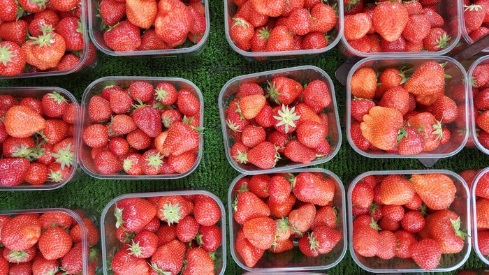 Top-down view of plastic punnets filled with fresh strawberries