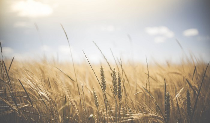 Golden wheat field under a sunny sky