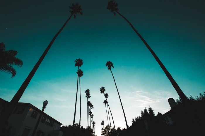Palm trees line a street at dusk