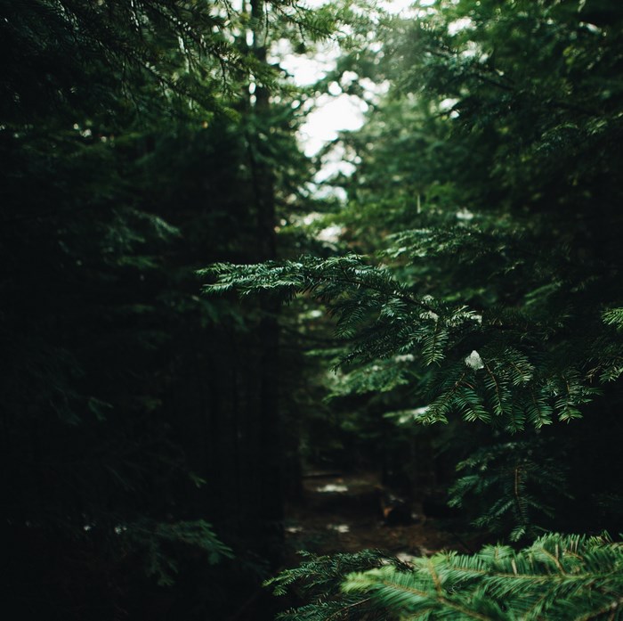 Dark evergreen forest with sunlight filtering through branches