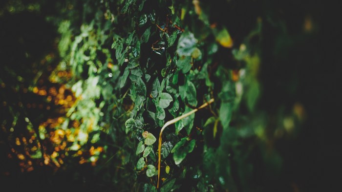 Dark green ivy leaves with water droplets