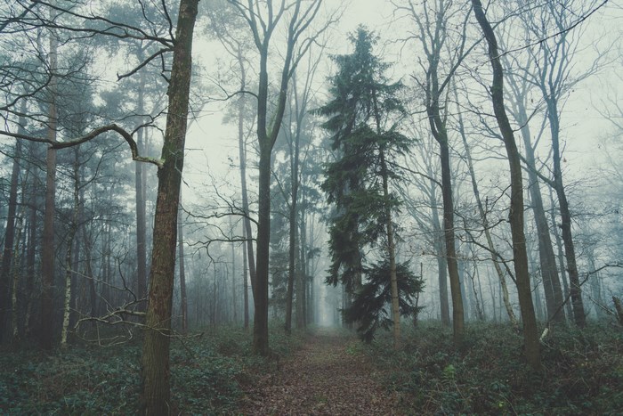 Misty forest with tall trees and a path