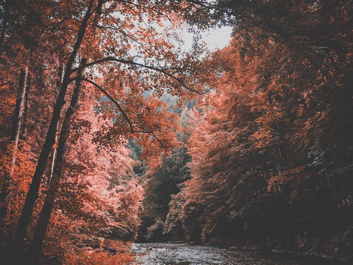 Autumn forest with a river and red trees