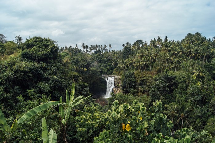 Waterfall in a tropical jungle with palm trees