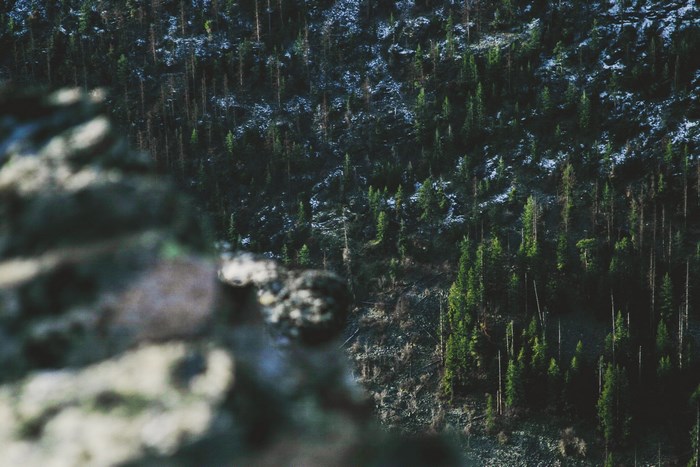 Blurry rock in foreground with forest on mountain slope