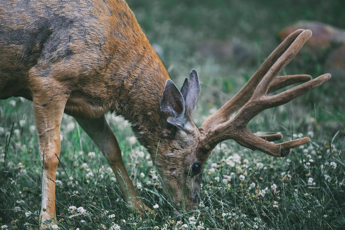 Deer with antlers eating grass and flowers