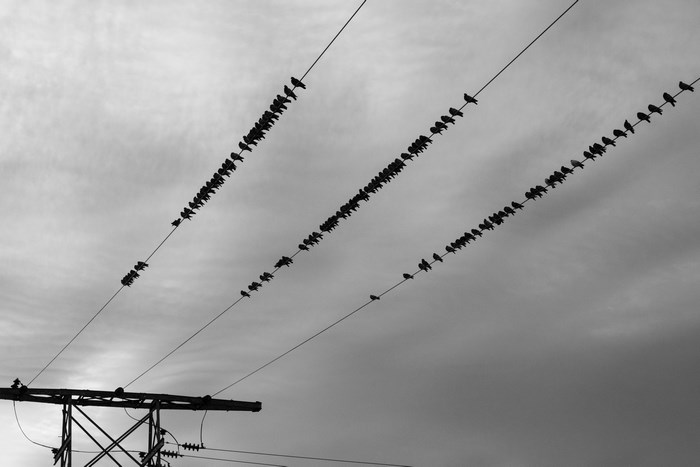 Flock of birds perching on overhead power lines