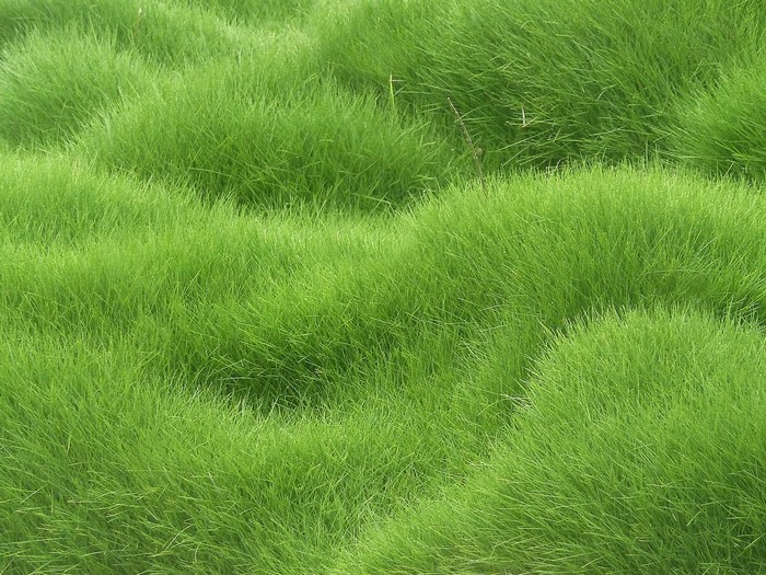 Green grass texture