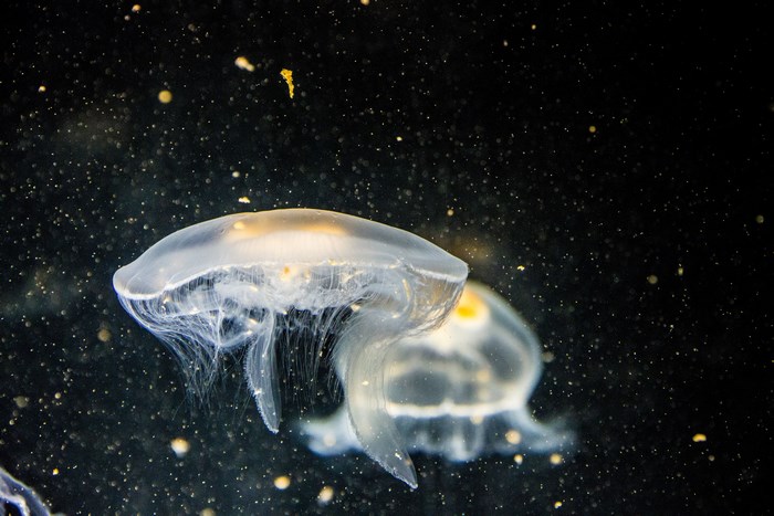 Two translucent jellyfish with tentacles in dark water