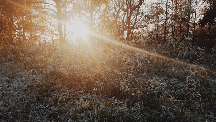 Sunlight filtering through trees onto a frosty field