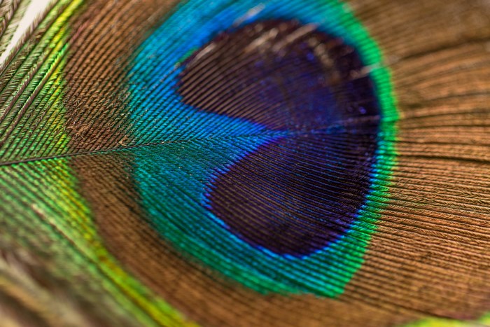 Close-up of a Peacock Feather Eye