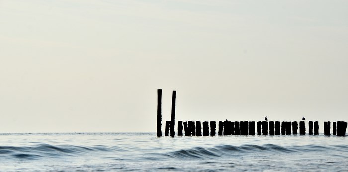 Wooden breakwaters and birds on the sea