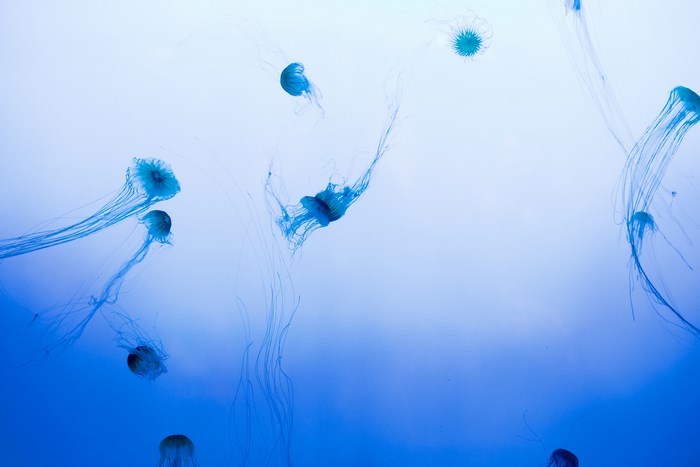 Blue jellyfish swimming in clear blue water