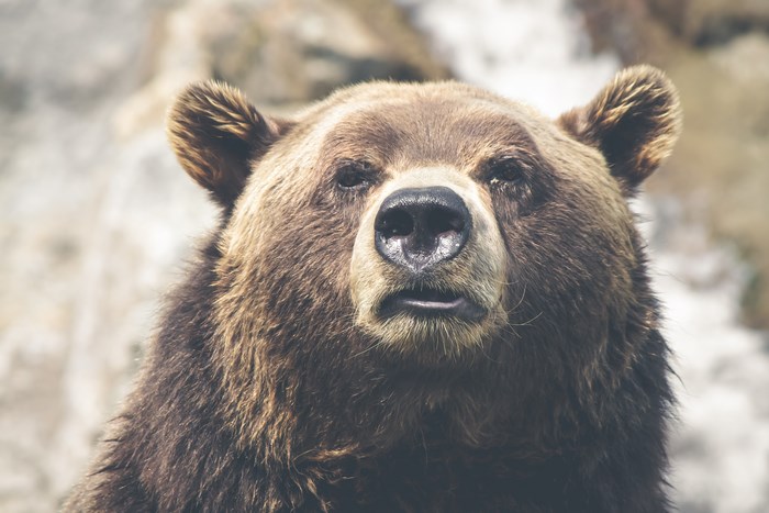 Close-up of a Grizzly Bear's Face