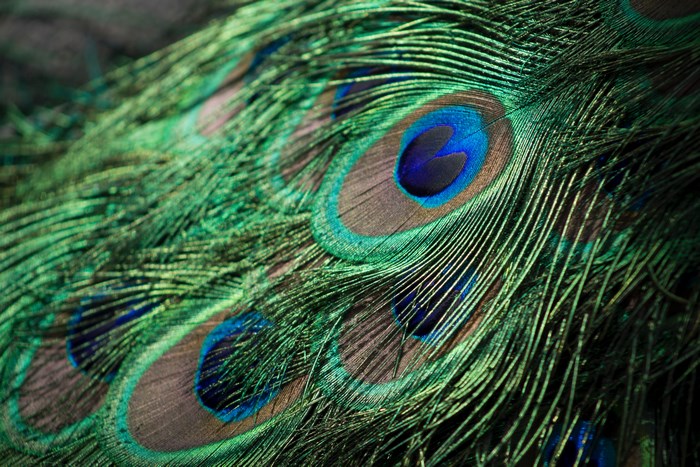 Close-up of a peacock feather with iridescent eyespots