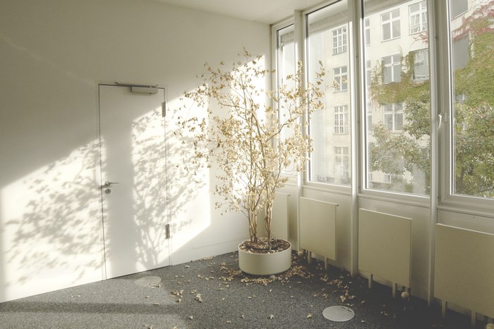 Indoor office with a dying potted plant and sunlight shadows