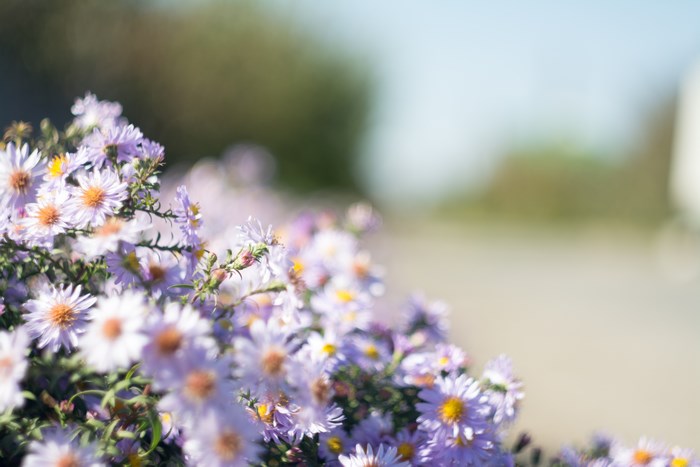 Close-up of purple asters with blurred background