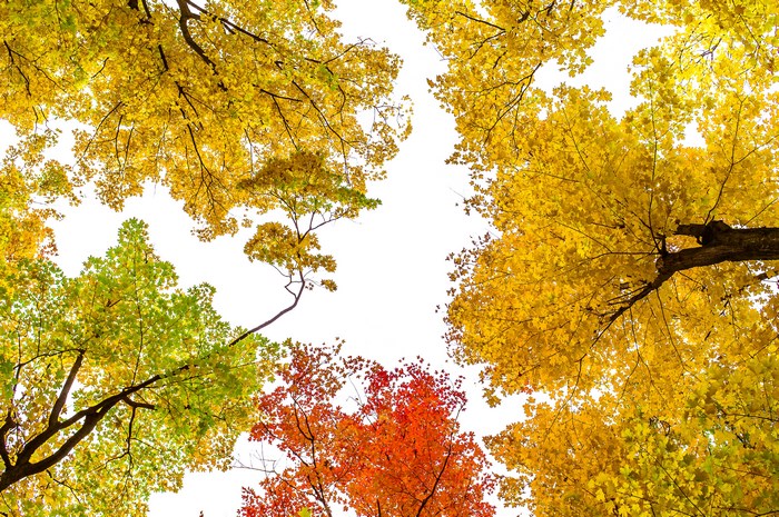 Looking up at colorful autumn trees