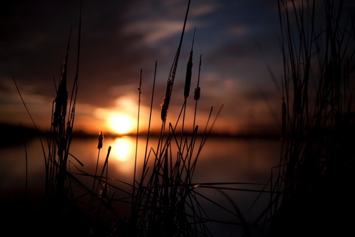 Silhouette of cattails at sunset over a lake