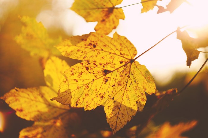 Golden maple leaf in sunlight