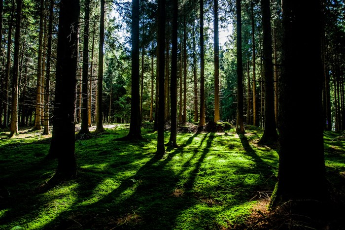 Sunlight filtering through a dense pine forest with mossy ground