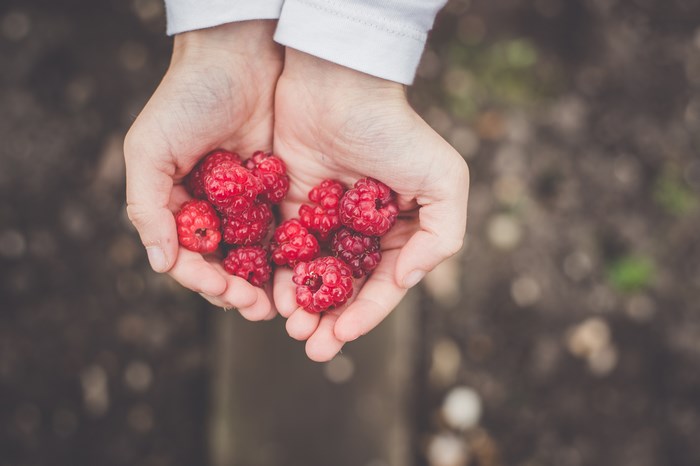 Hands holding fresh raspberries
