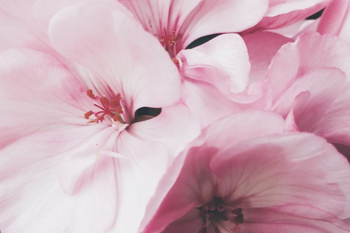 Close-up of Pink Geranium Petals