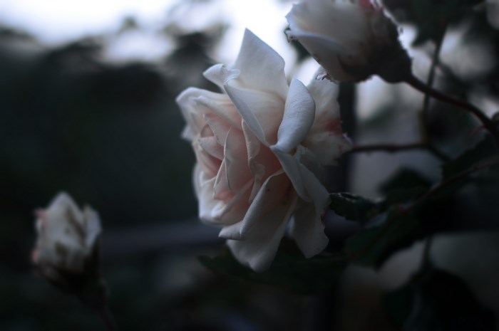 Close-up of a pale pink rose in a garden