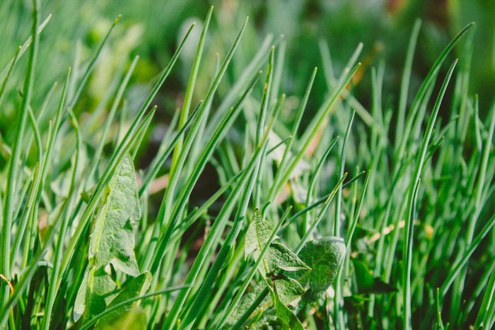 Green grass and dandelion leaves in a park