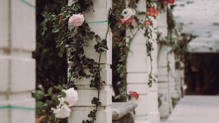Rose vine climbing white columns in a garden