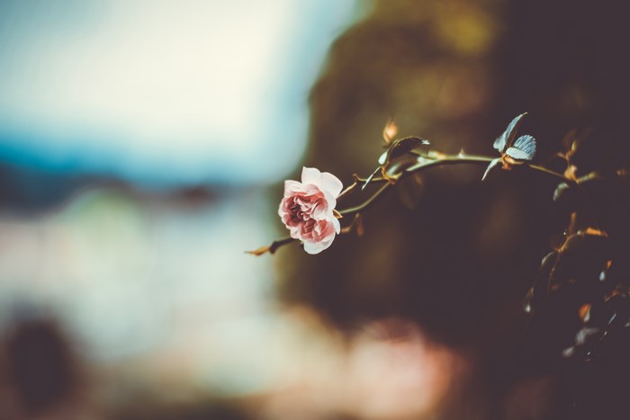 A delicate pink rose blooms on a thorny branch with a blurred background.