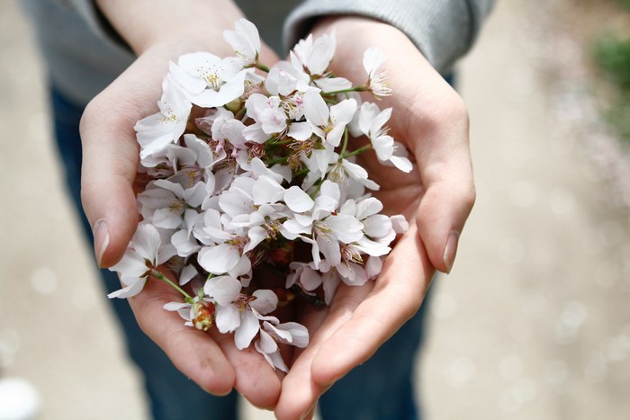 Hands holding cherry blossoms
