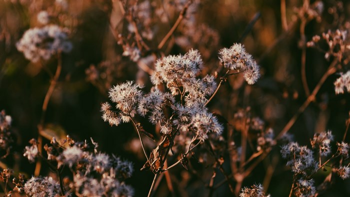 Dry wildflowers in soft focus with warm lighting