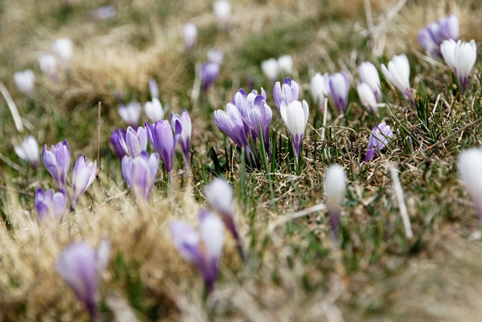 Purple and white crocuses blooming in a field