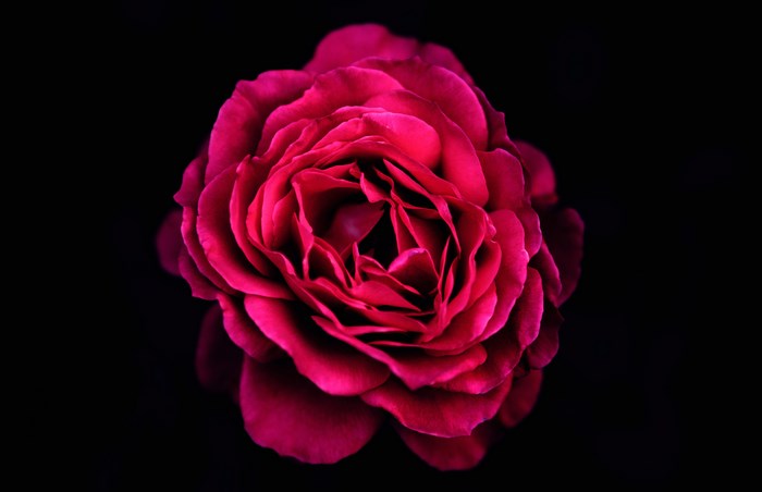 Close-up of a vibrant pink rose against a black background